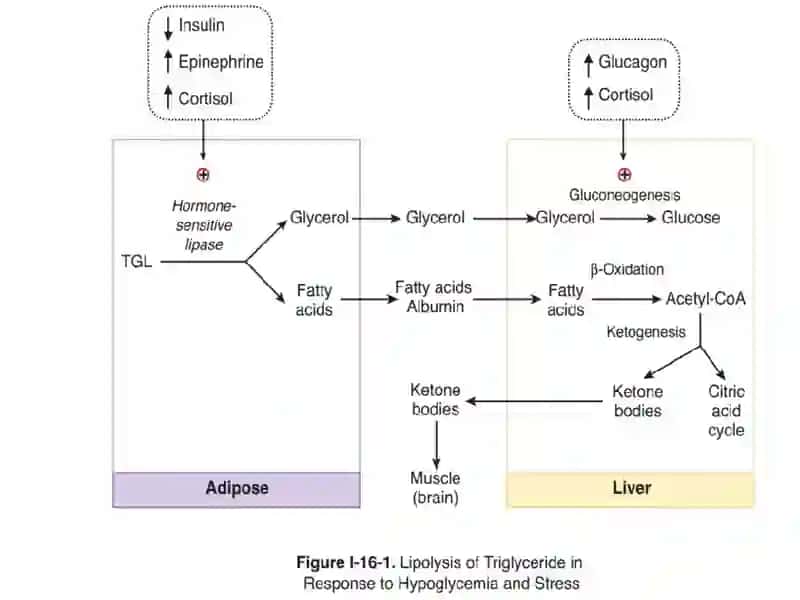 Lipidmobilizationandcatabolism 2
