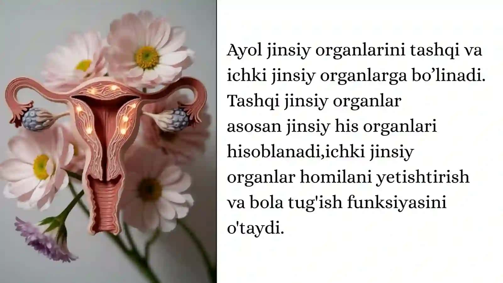 Ayollar jinsiy a'zosini klinik anatomiyasi 2