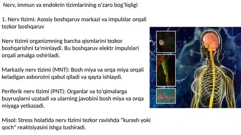 Organizmning nerv immun endokrin boshqariluvi 2