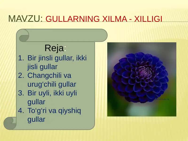 "Gullarning xilma - xilligi" mavzusidagi bir soatlik dars ishlanmasi 2