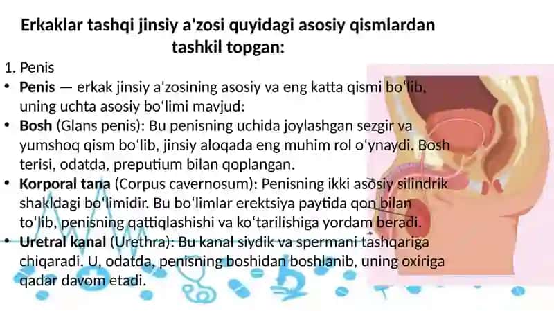 Erkaklar Jinsiy A'zolari 2