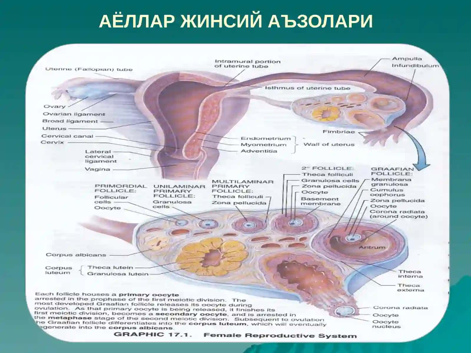 АЁЛЛАР ЖИНСИЙ СИСТЕМАСИ 2