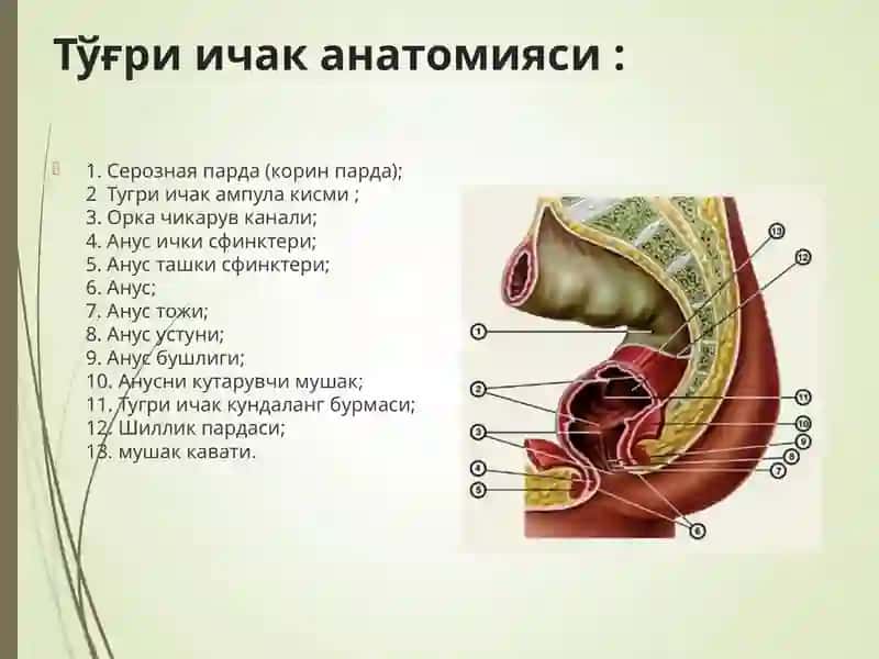 Тўғри ичак анатомияси 2