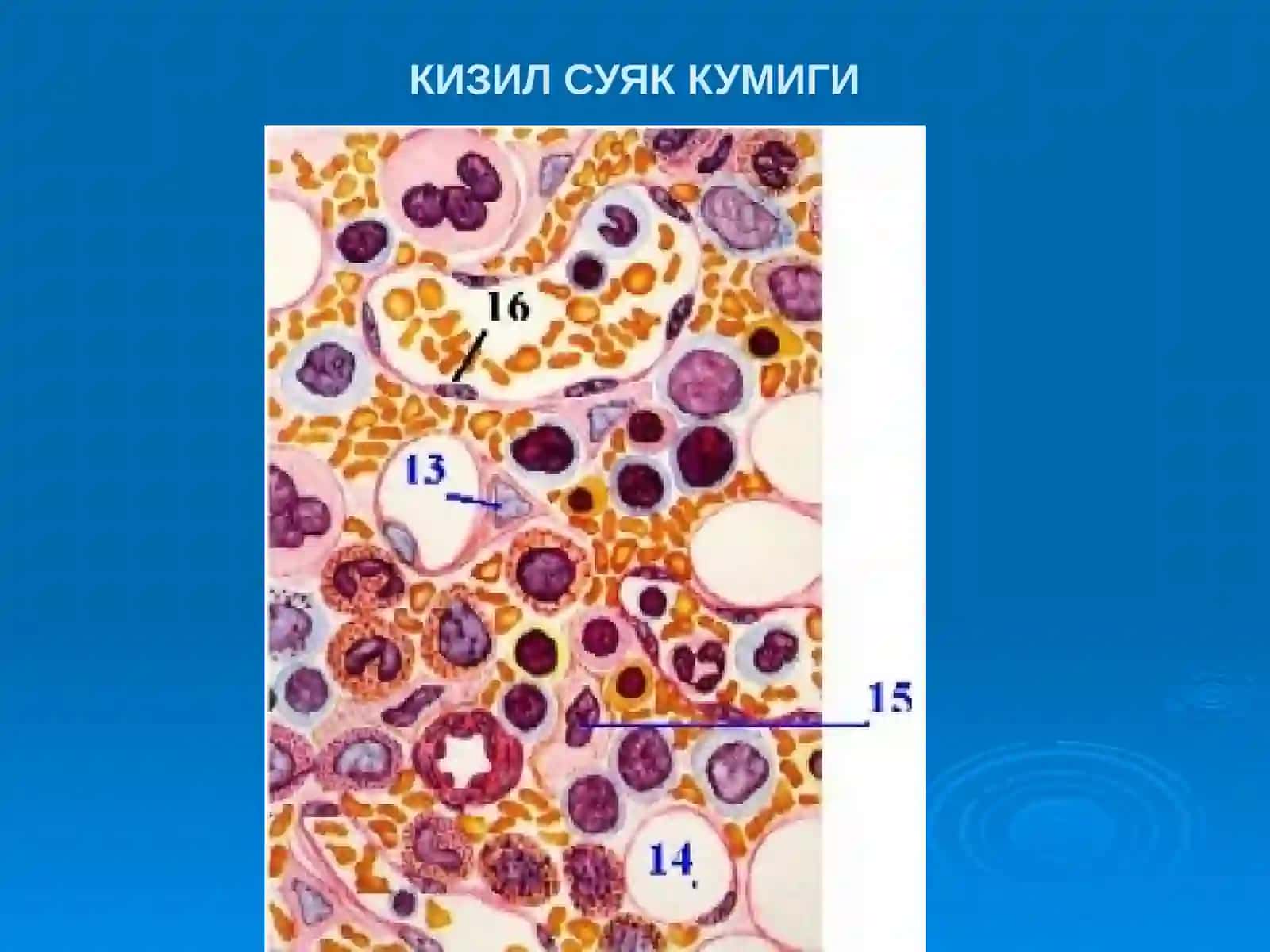 «Марказийконяратувчиваиммун-химояаъзолари» 2