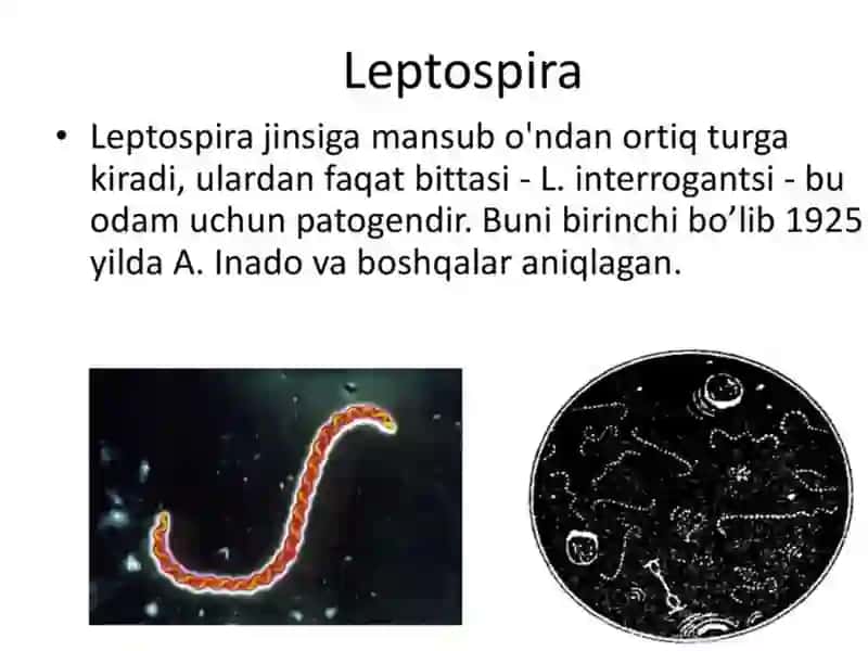 Mikrobiologiya 2