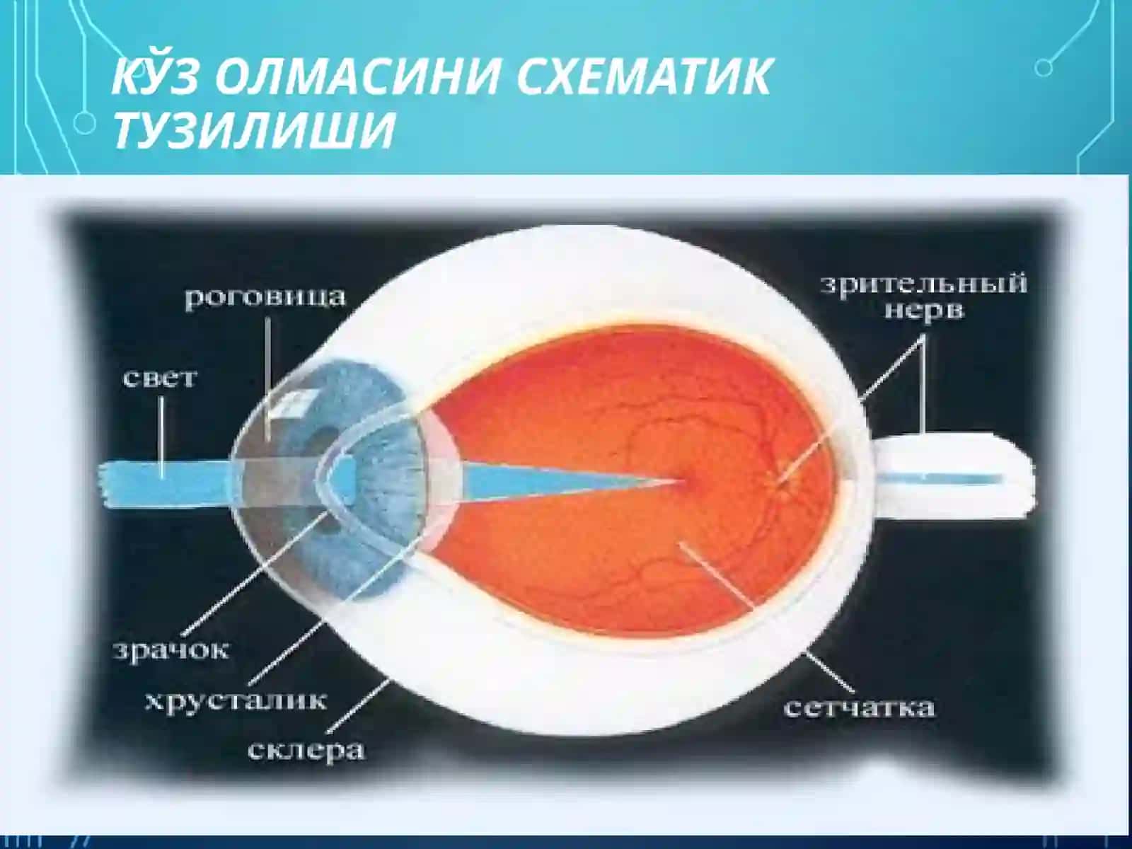 МЕГАЛОКОРНЕА 2
