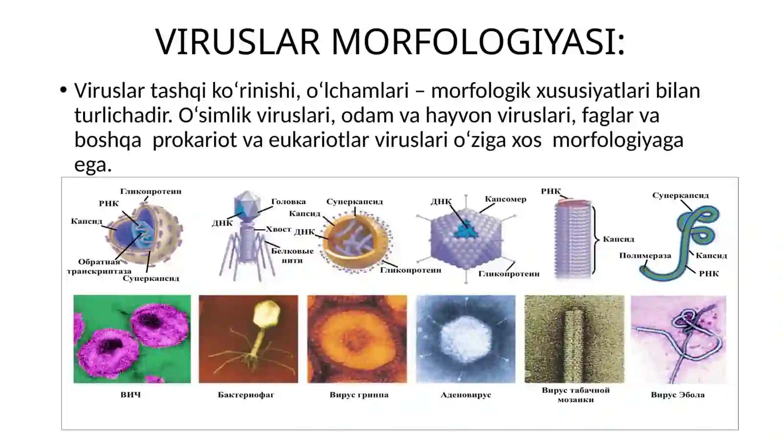 Viruslarning Tuzilishi 2