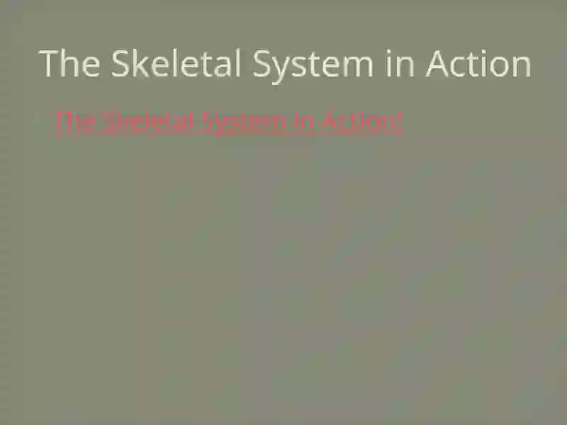 The Skeletal System of A Human Being 2