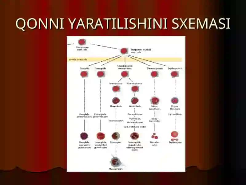 ANEMIYALAR QONNI YARATILISHINI SXEMASI 2