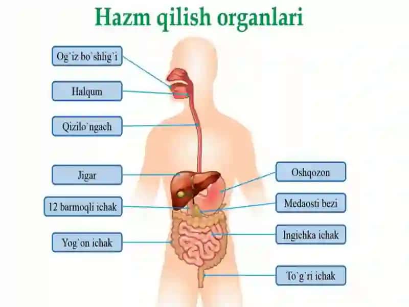OVQAT HAZM QILISH SISTEMASI 2
