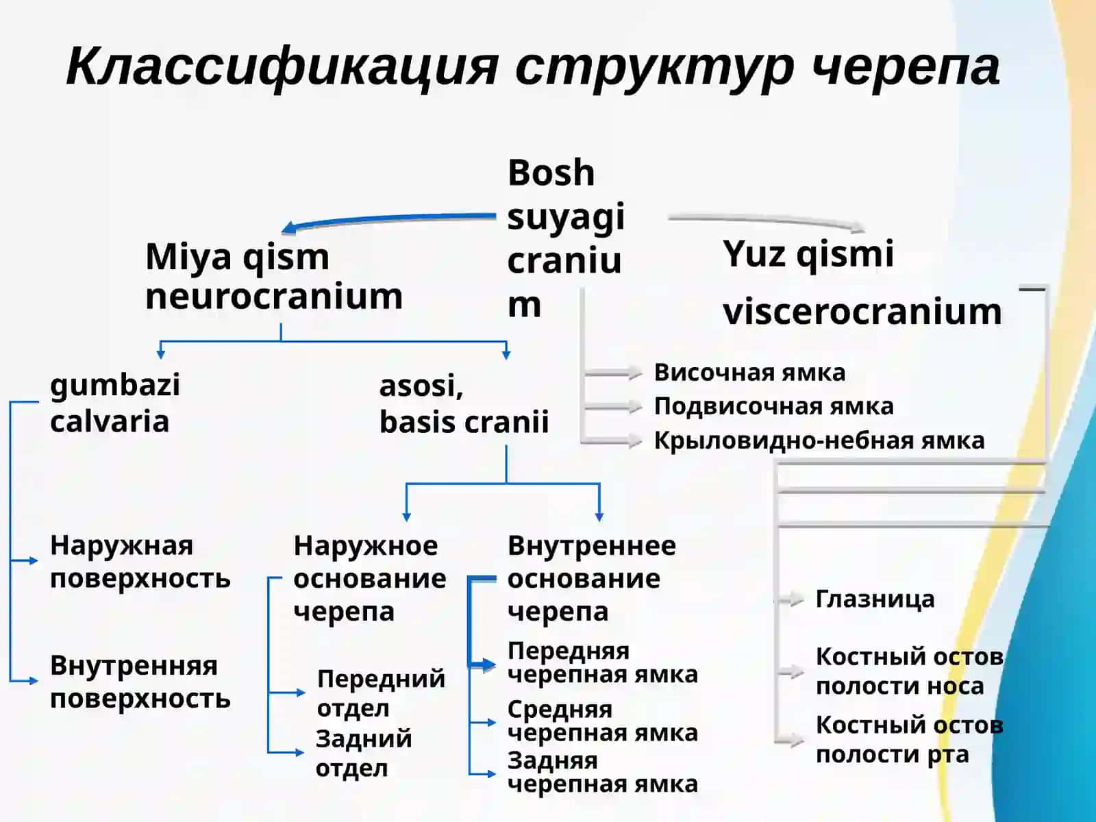 Boshning miya qismi topografik anatomiyasi 2