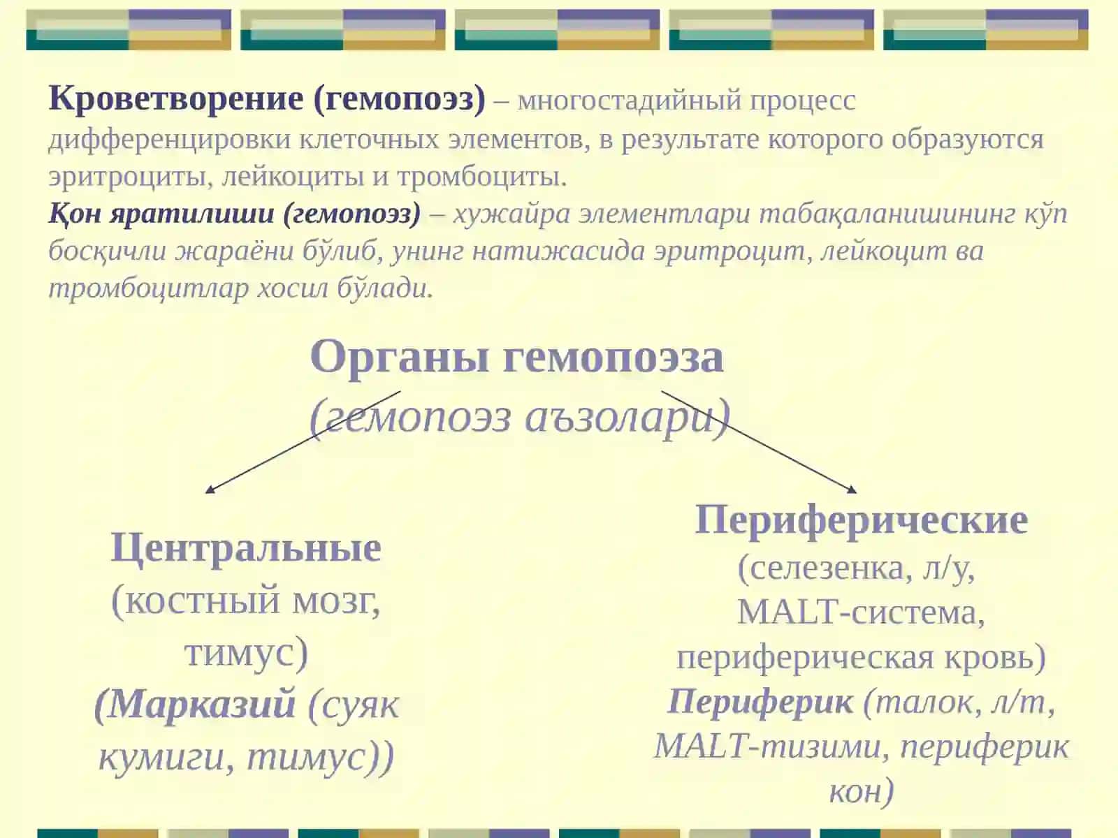 Кроветворение 2