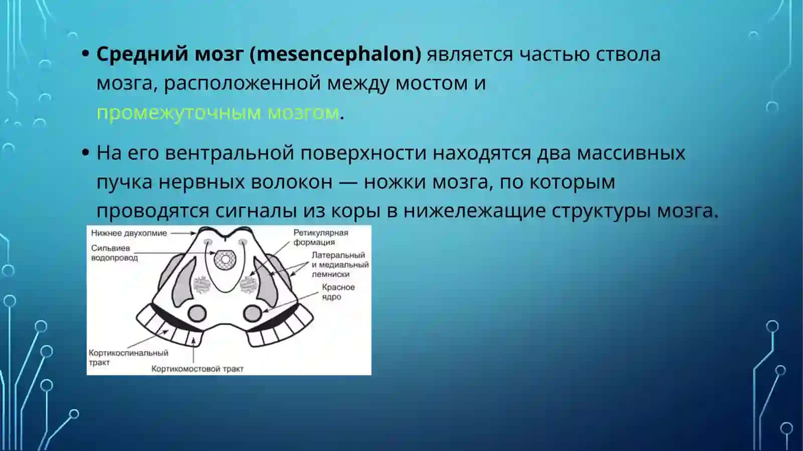 Физиология Центральной Нервной Системы 2