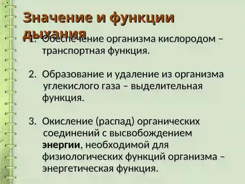 Органы дыхательной системы 2