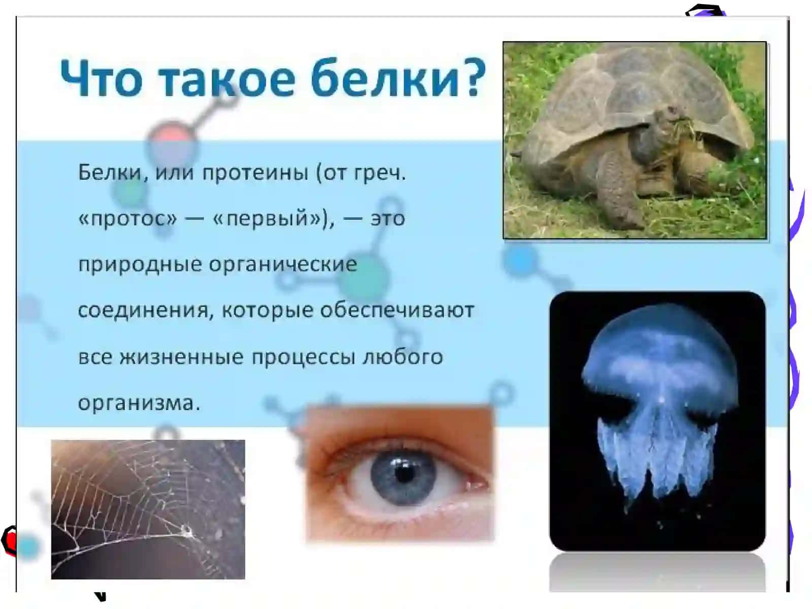 СТРОЕНИЕ И СВОЙСТВА БЕЛКОВ 2