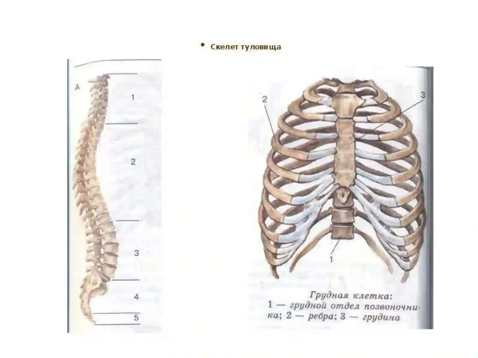 Позвоночный столб(columnavertebralis) 2