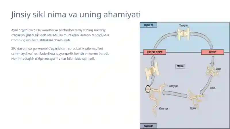 Jinsiy siklning gormonal boshqaruvi mexanizmi 2