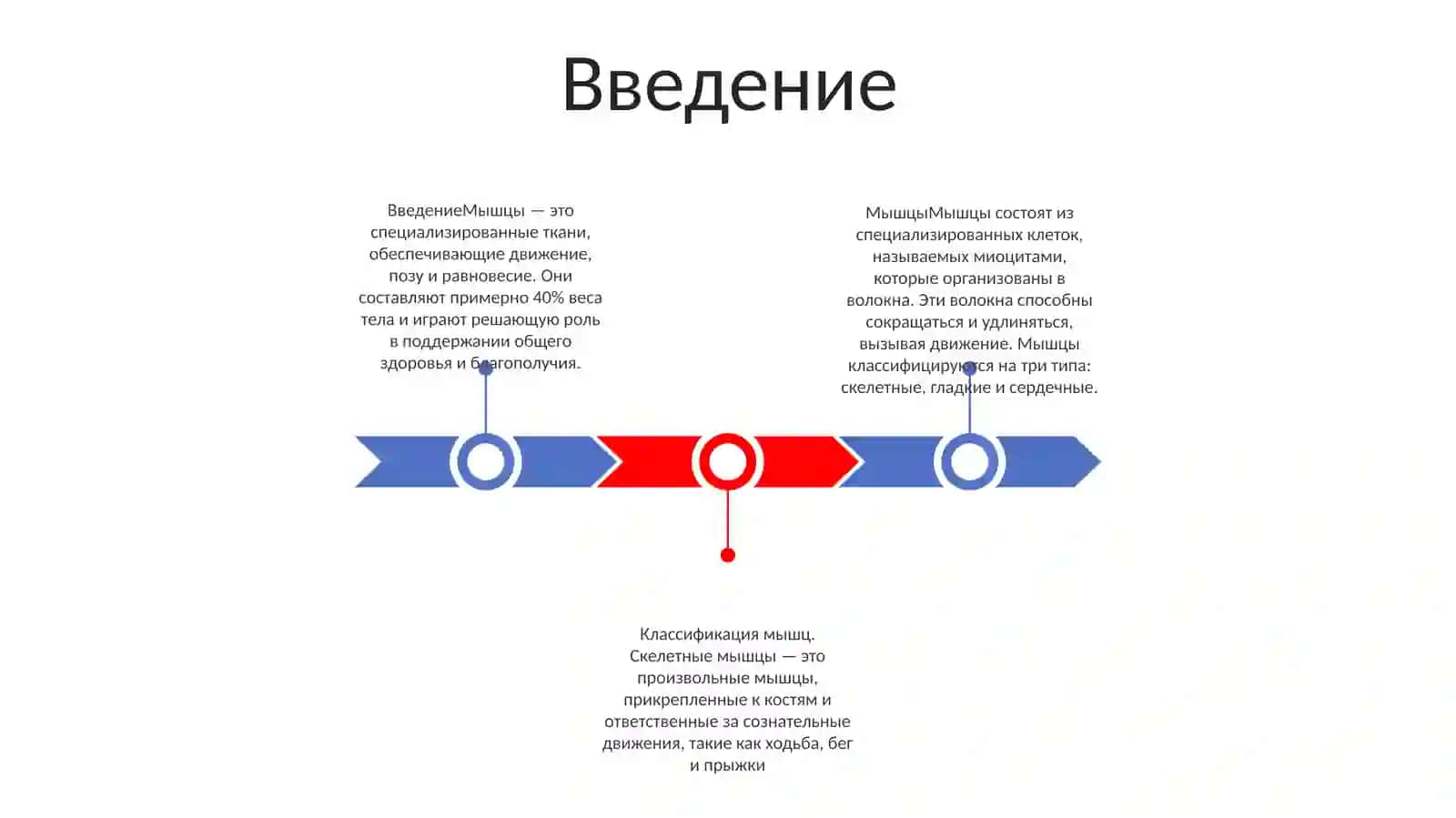 Мышцы 2