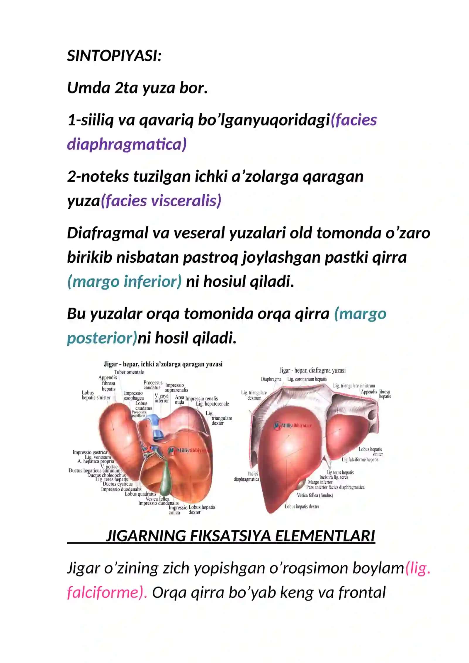 mustaqil ish anatomiya 2