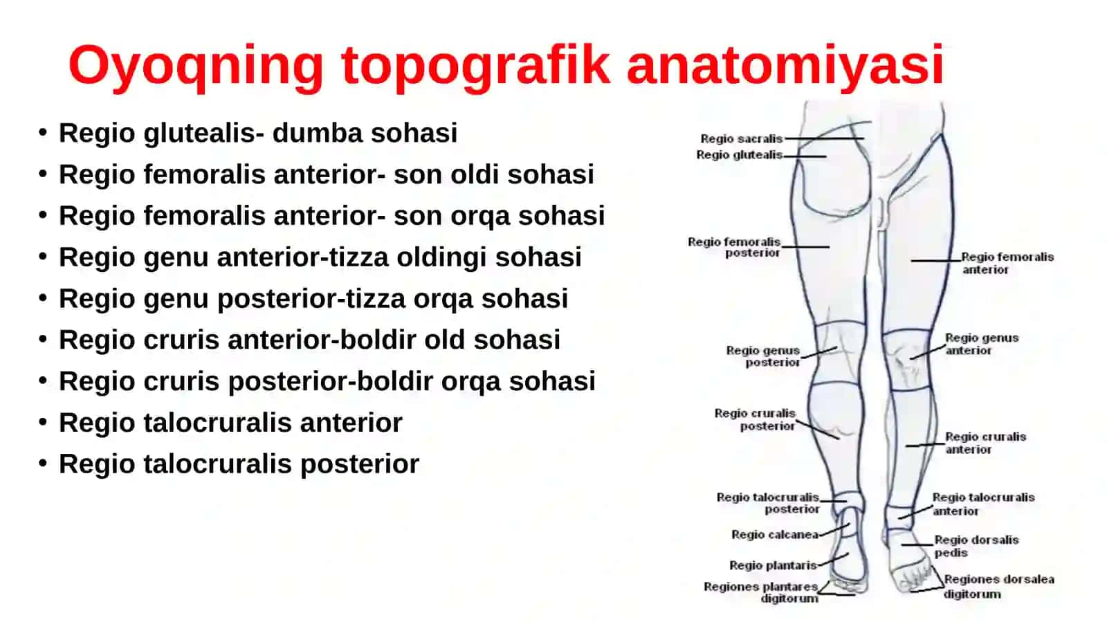Oyoqning topografikanatomiyasi 2