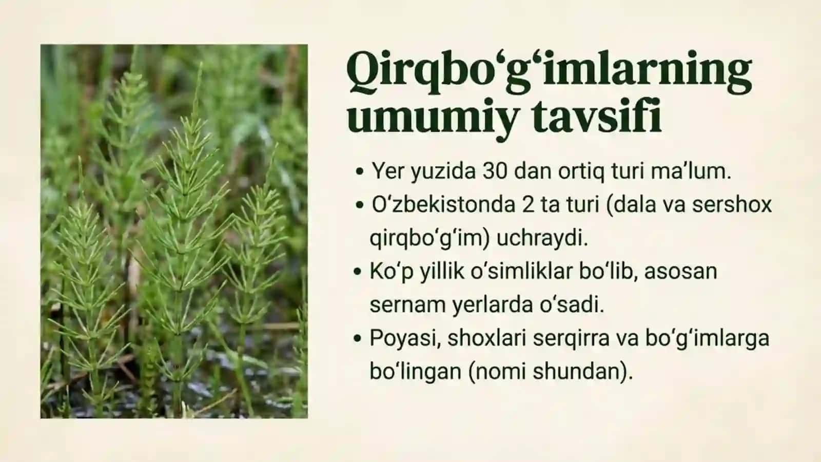 Qirqbo'g'imlar bo'limi 2
