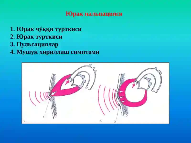 Юрак-қонтомир тизими 2
