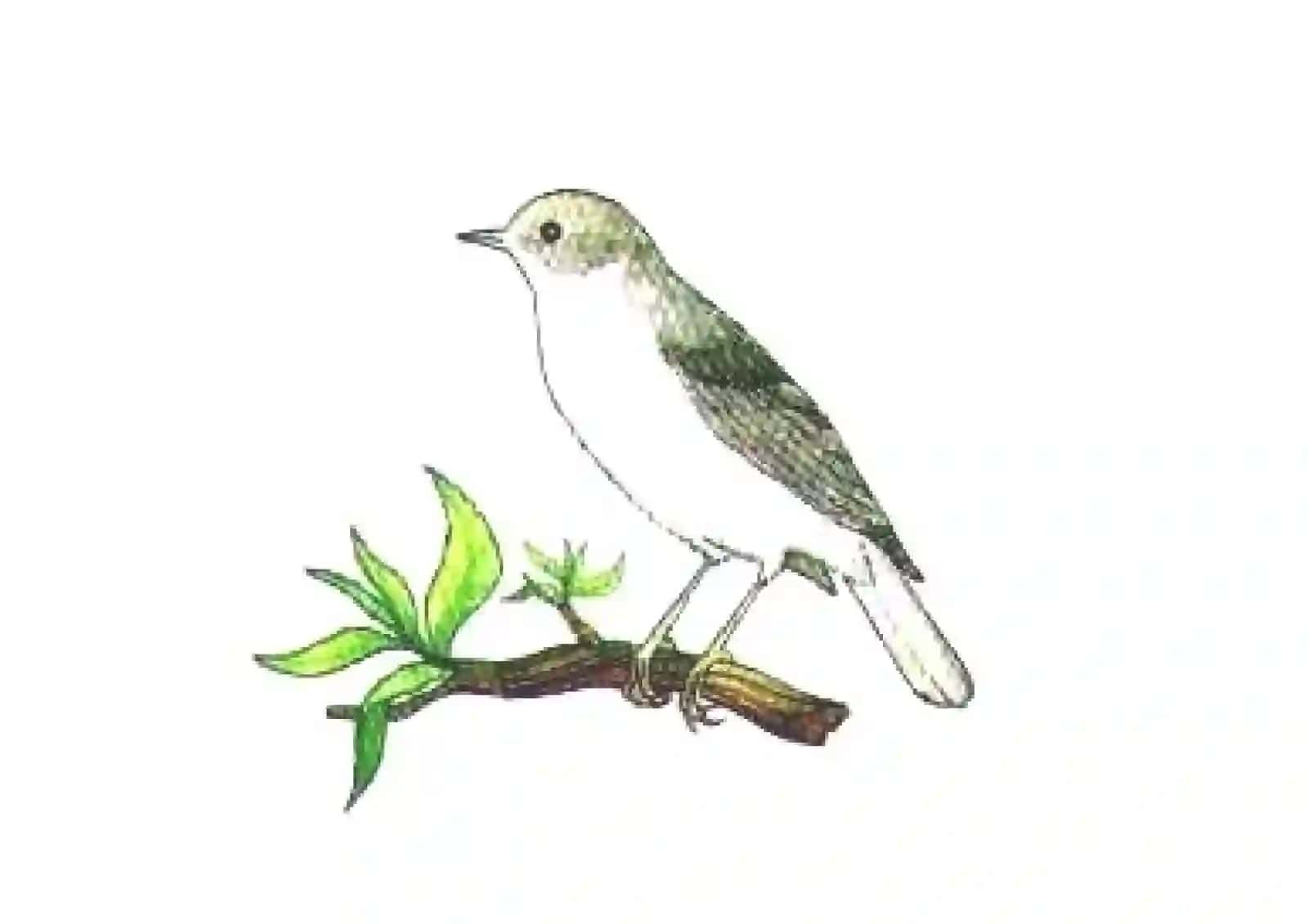 Sayohatchi qushlar 2
