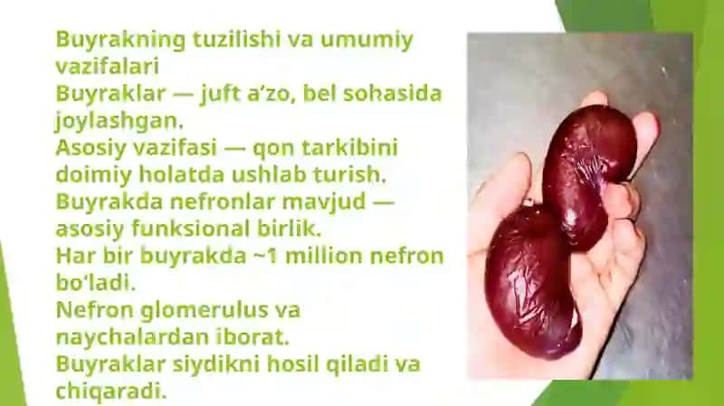 Buyrakning gomeostatik va sekretor funksiyalari 2