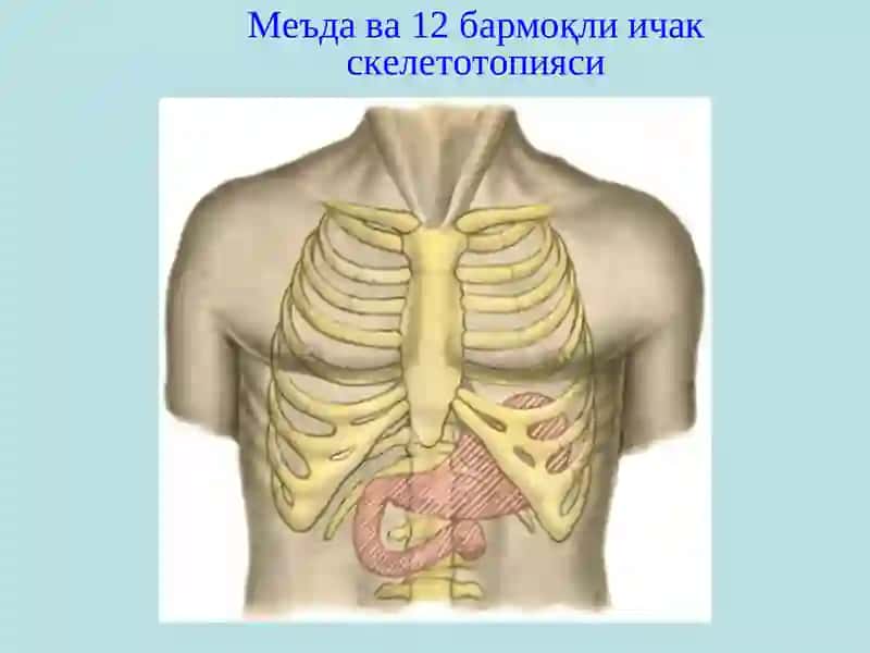 Меъдага ва 12 бармоқли ичак скелетотопияси 2