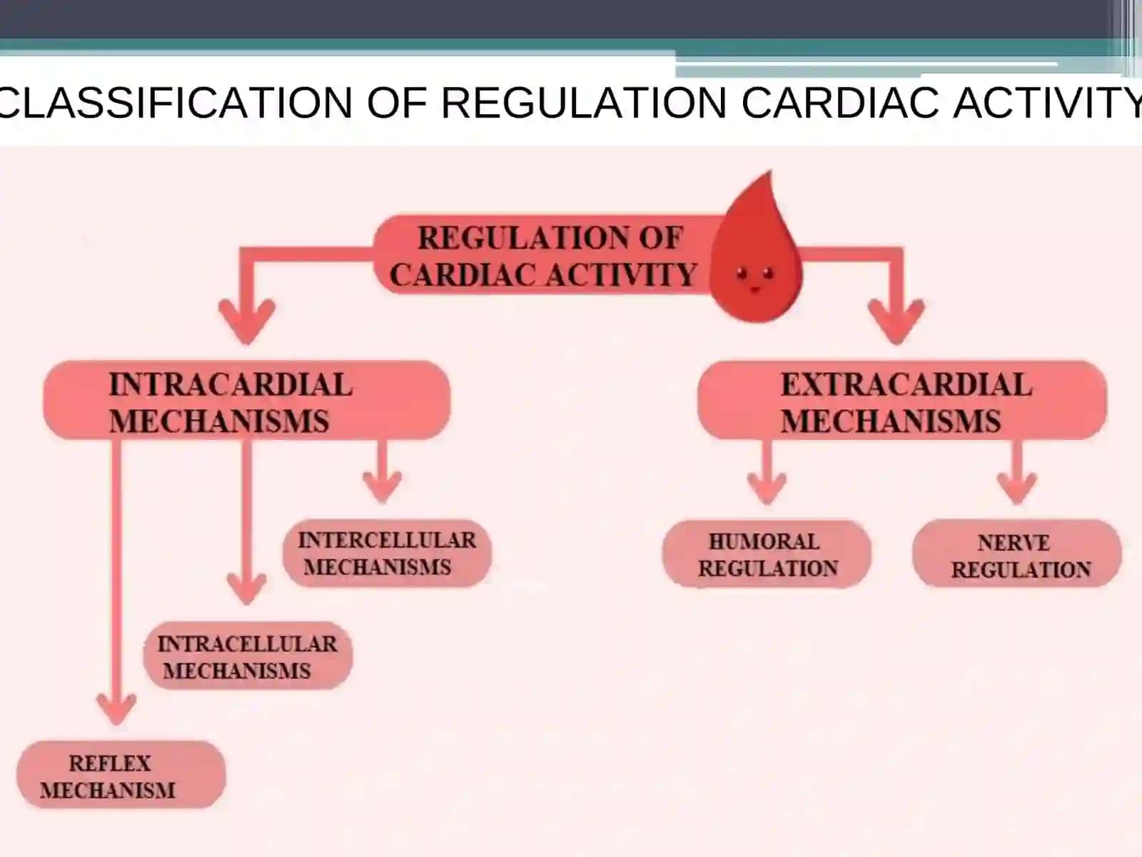 REGULATION OF CARDIAC ACTIVITY 2
