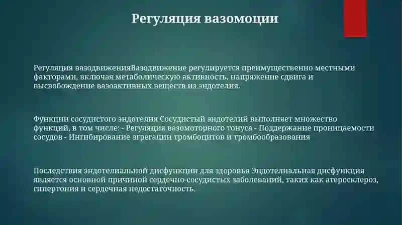 Функции Сосудистого Эндотелия 2