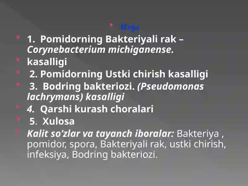 Pomidorni Bakteriyali rak kasalligi 2