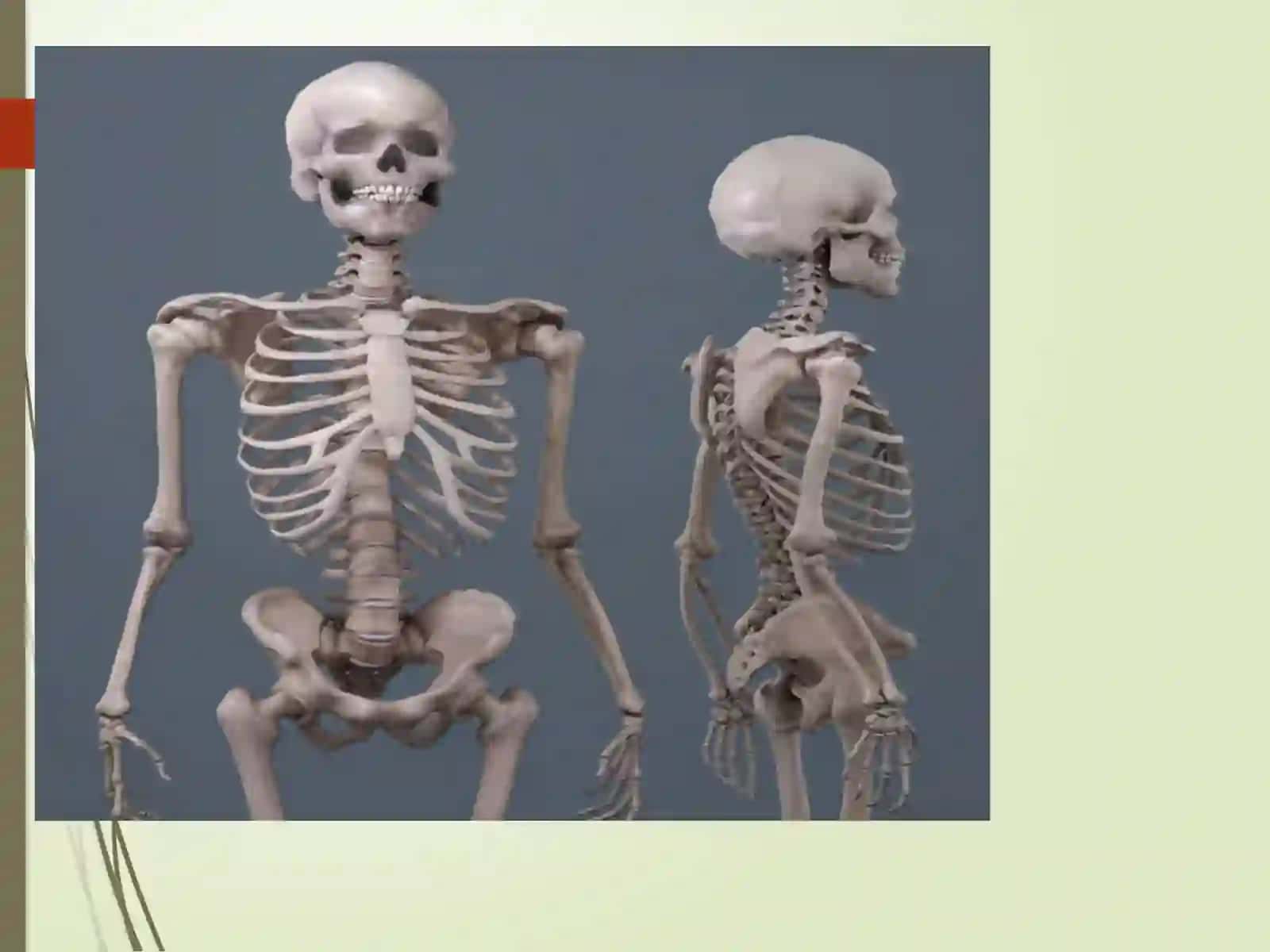 Tayanch-harakatlanishtizimi. Osteologiya.Suyaklar tuzilishi,tarkibi va vazifasi.Raxit kasalligi 2
