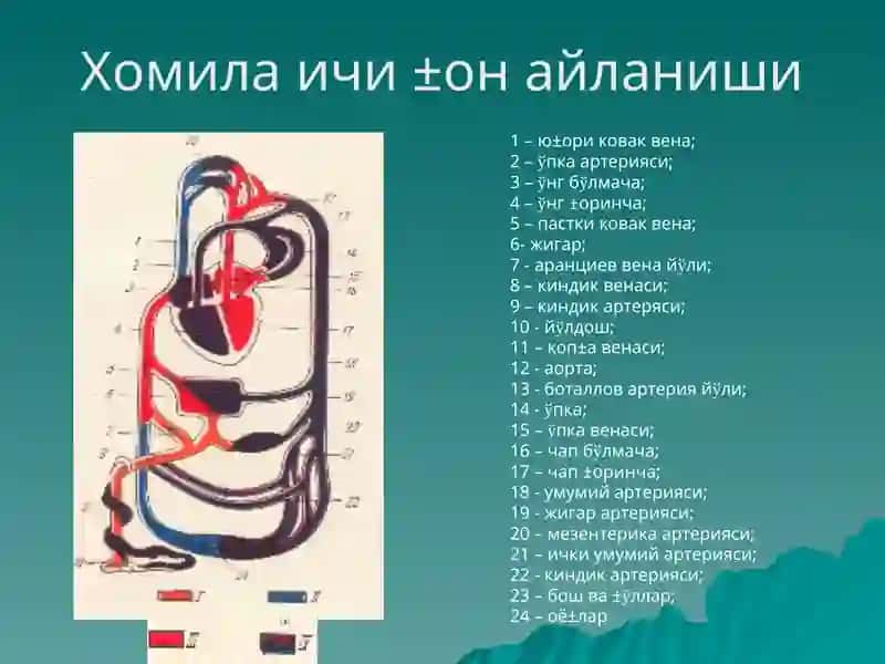 Юракда шовкин синдроми, тугма ва орттирилган юрак нуксонлари 2