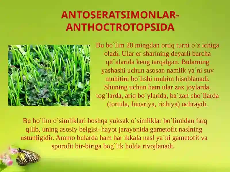 Yo`sintoifao`simliklarsinfi 2
