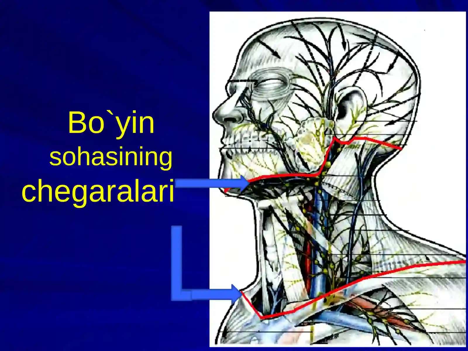 Bo‘yinning til osti suyagi pastki soxasining topografik anatomiyasi 2