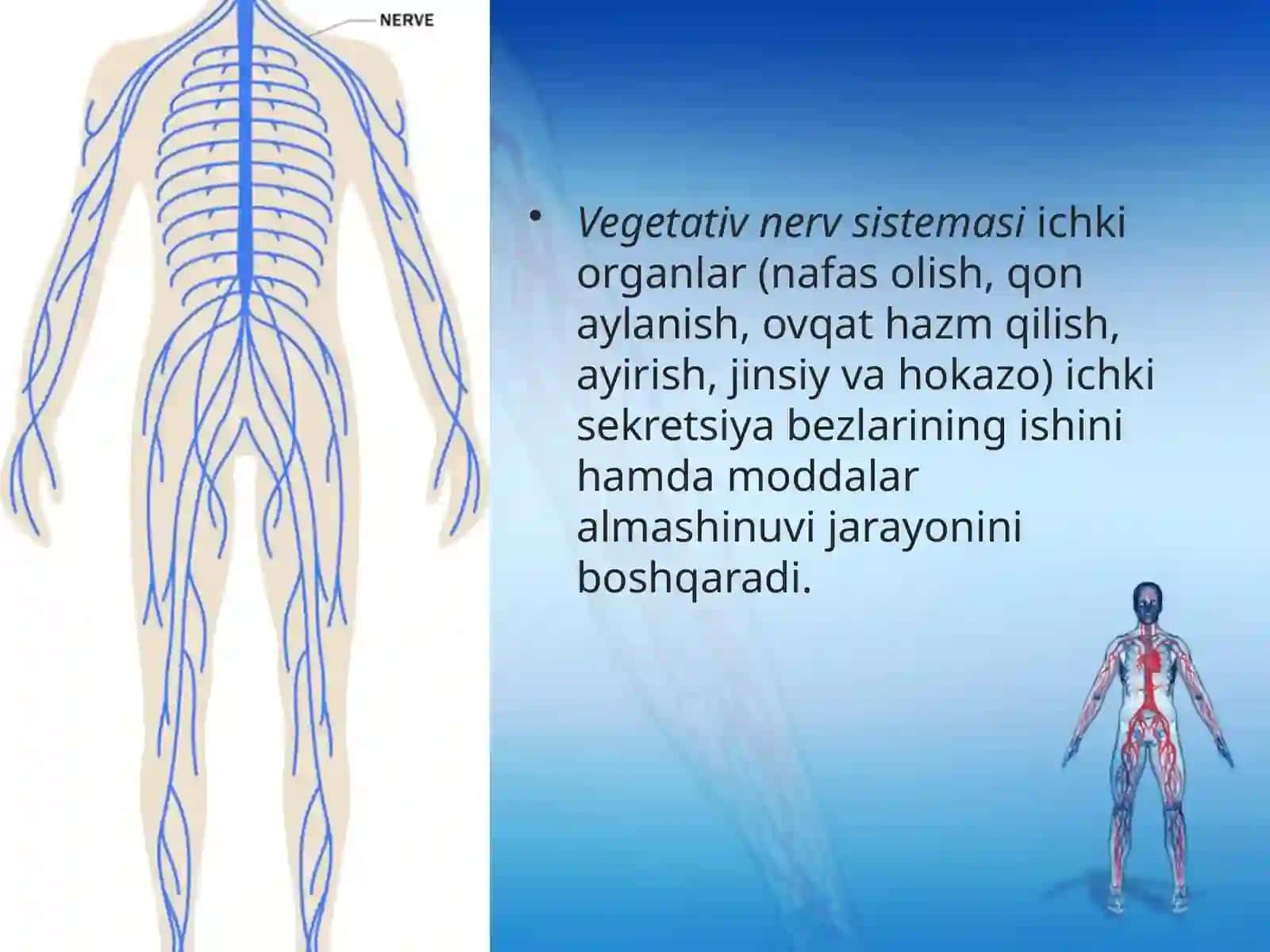 Vegetativ nerv sistemasi 2