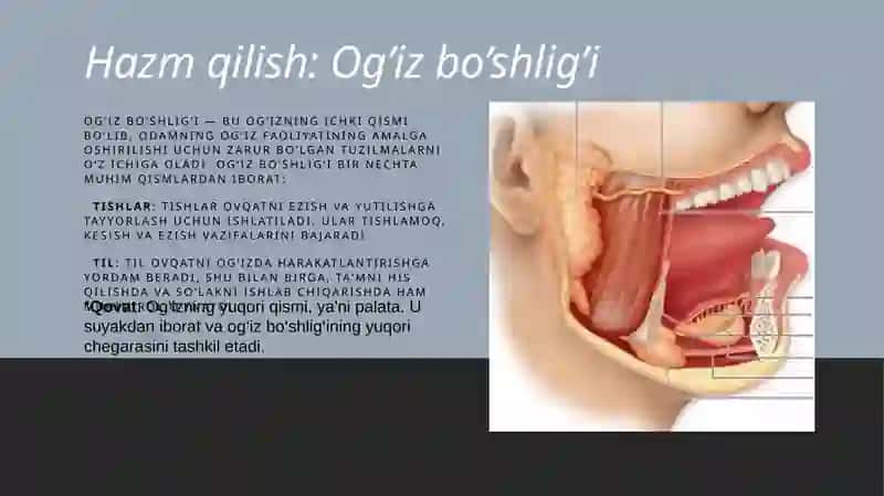 hazm qilish sistemasi 2