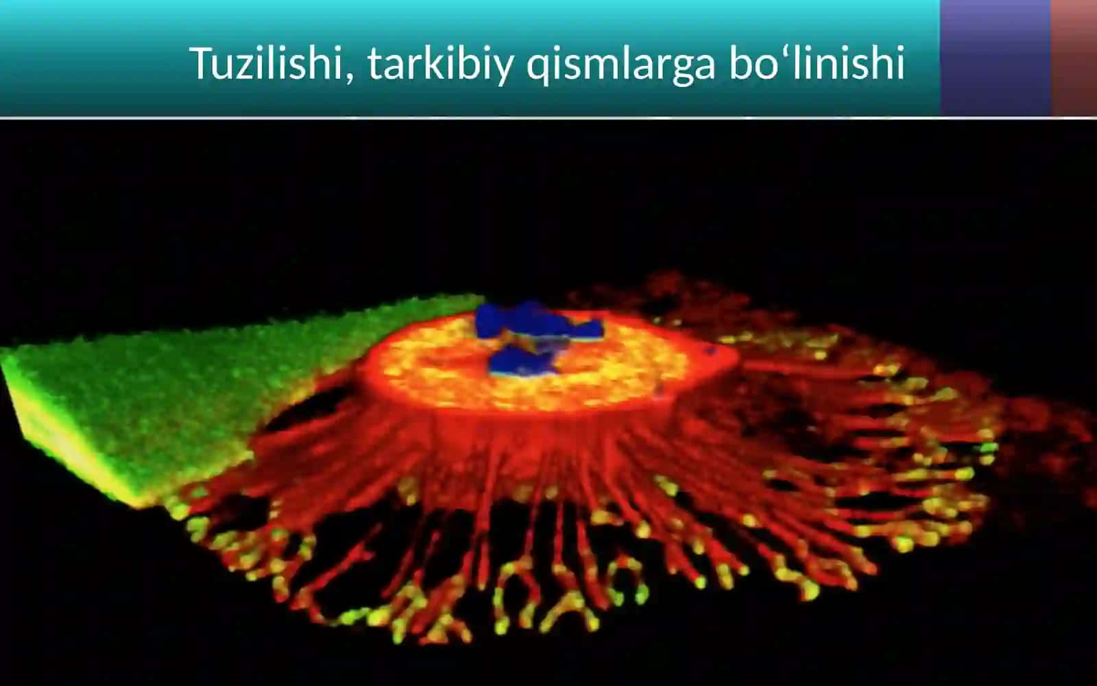 Odam organizmining hujayraviy tuzilishi 2
