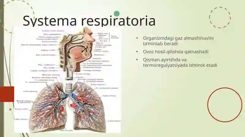 Nafas olish sistemasi anatomiyasi va vazifasi 2