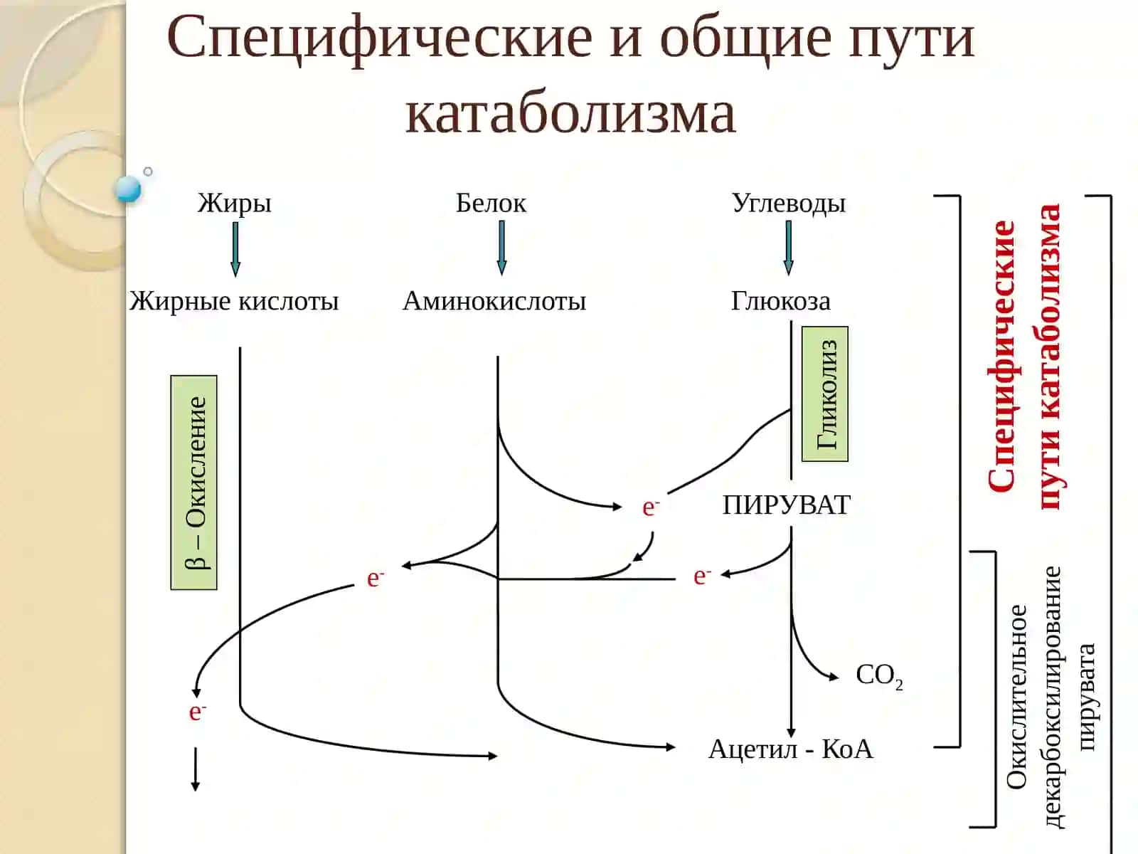 Цикл трикарбоновых кислот 2