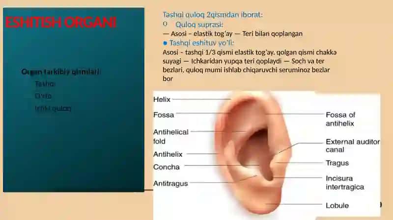 Organtarkibiy qismlari 2