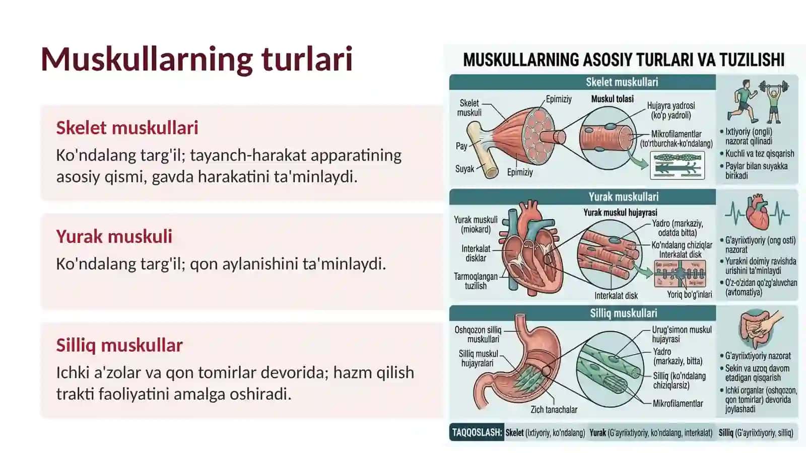 Muskullarning turlari 2
