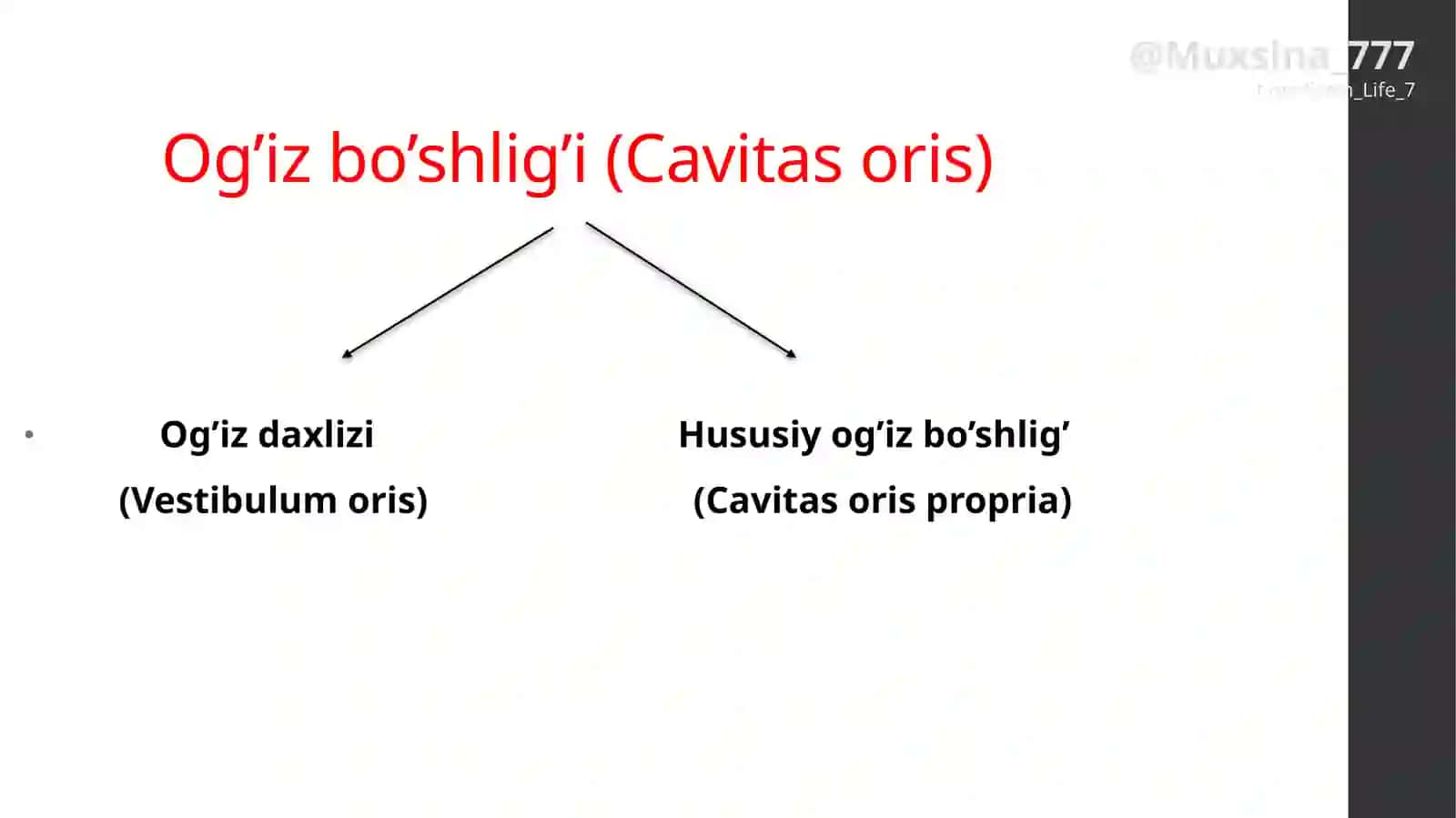 Ogʻiz boʻshligʻi: Ogʻiz dahlizi va xususiy ogʻiz boʻshligʻi 2