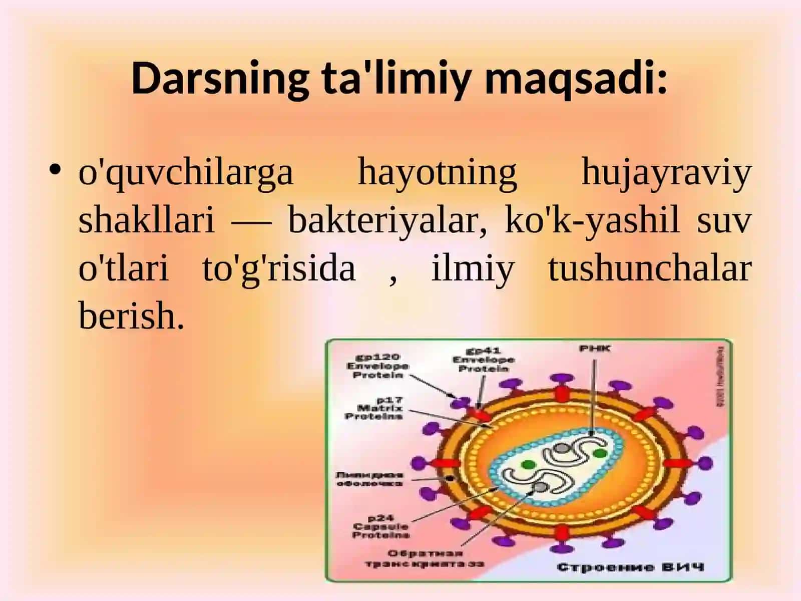 Hayotning hujayraviy shakllari 2