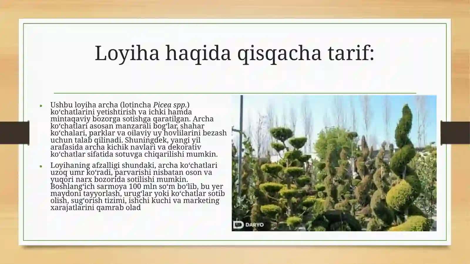 (100 millionlik loyiha ishi)  Surxondaryohududida archa ko‘chatlarini yetishtirish Loyihasi 2