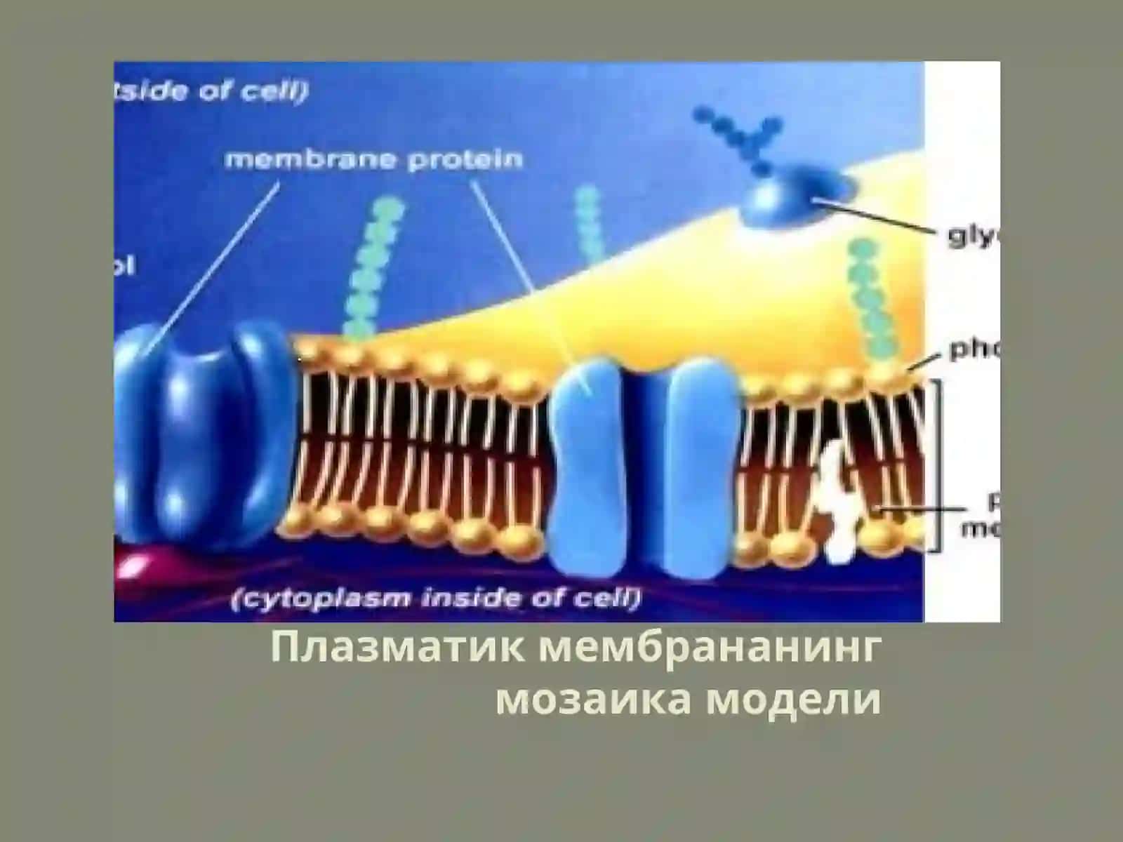 Плазматик мембрана мозаика модели 2