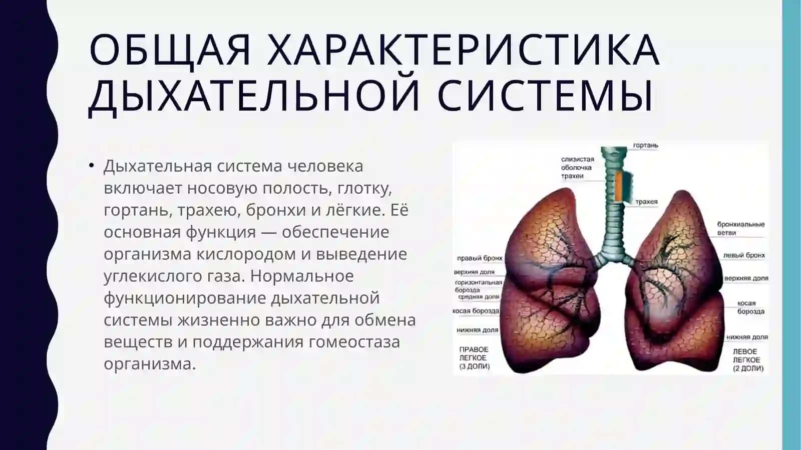 Заболевания органов дыхательной системы 2