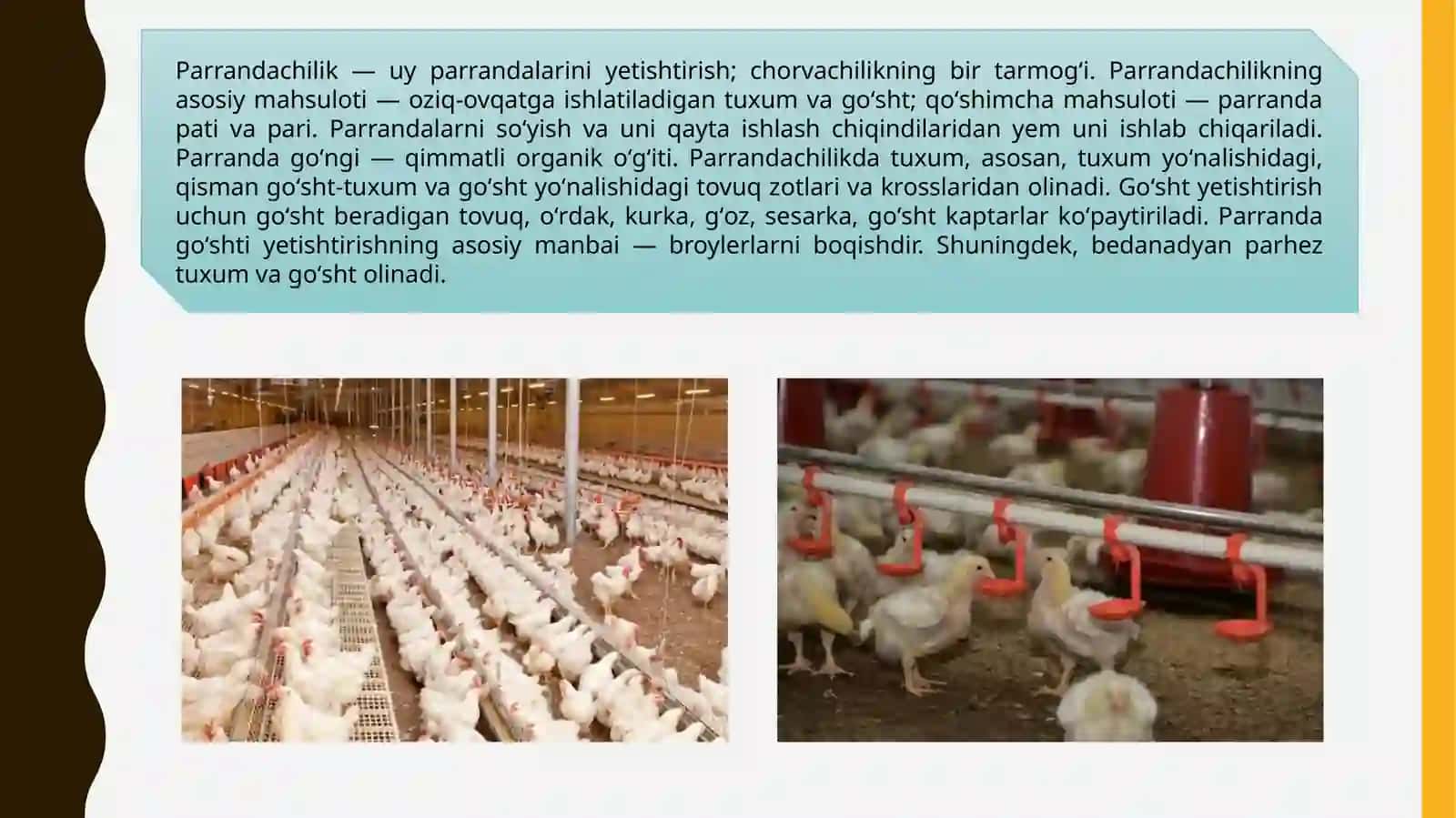 Kurka goʻshti sifati va standartlari 2
