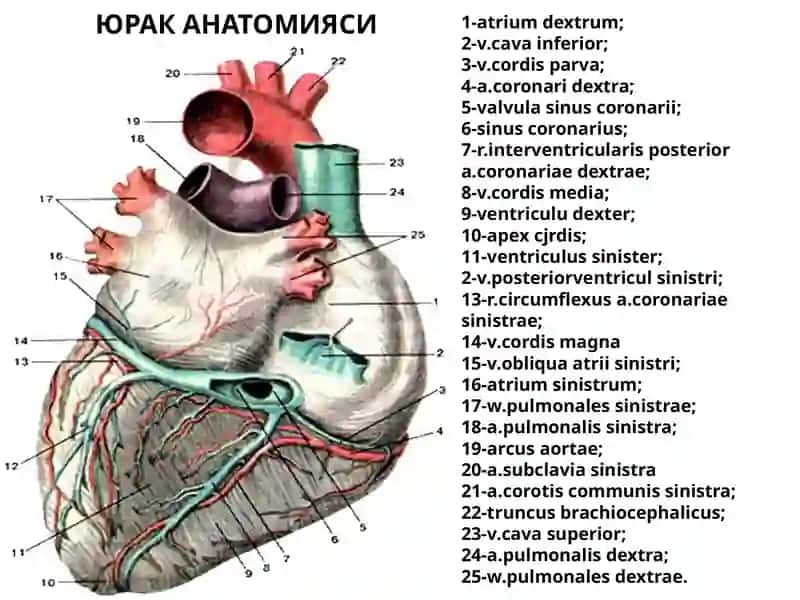 Юрак анатомияси 2